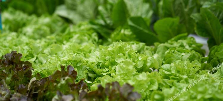 曼谷拉查丹利都喜套房酒店公寓(Dusit Suites Hotel Ratchadamri, Bangkok)图片