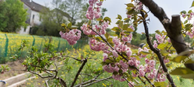 久窝民宿(苏州墙里村店)图片