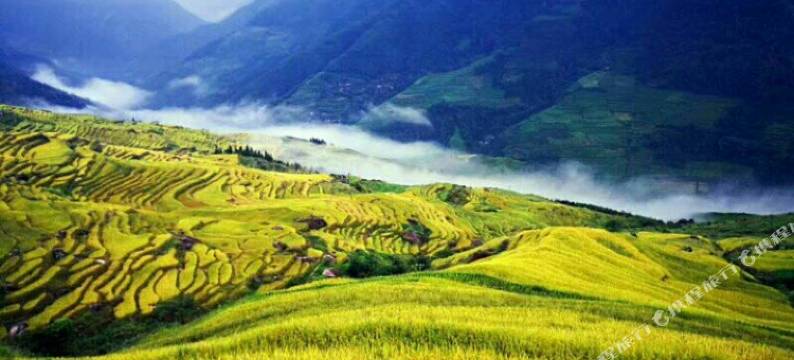 龙胜古樟驿站图片