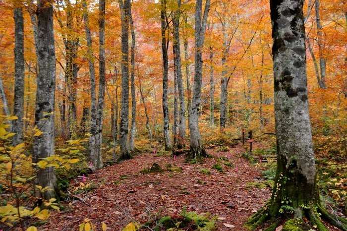 Hotel Yutoria Fujisato Tripcom -