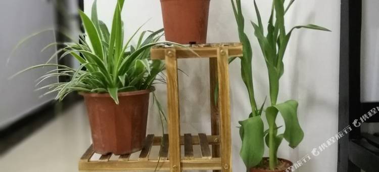 桂林阳朔娟娟的家公寓图片