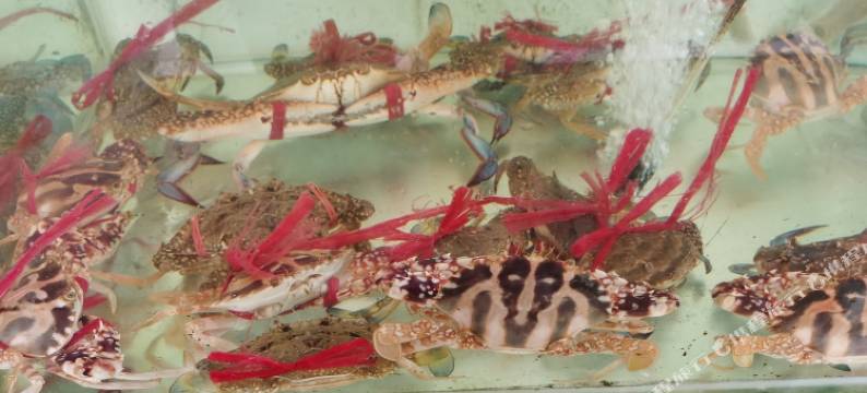 惠州渡头村观山海客栈图片