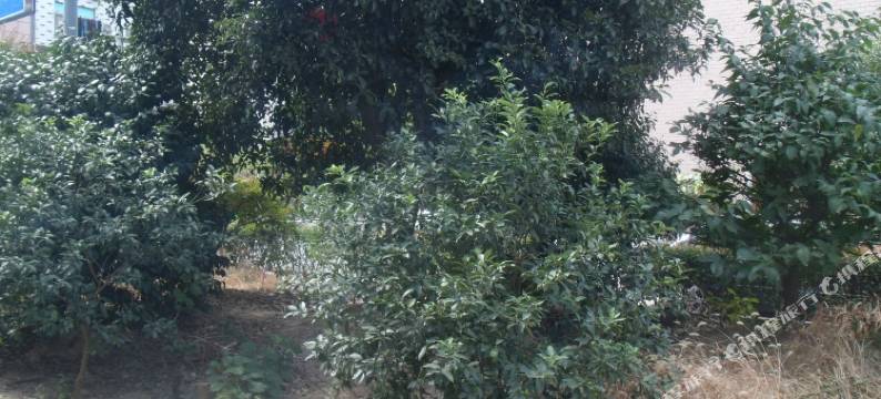 金华横店影视城邂逅民宿(梦幻谷店)图片