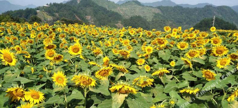 绩溪家朋宾馆图片