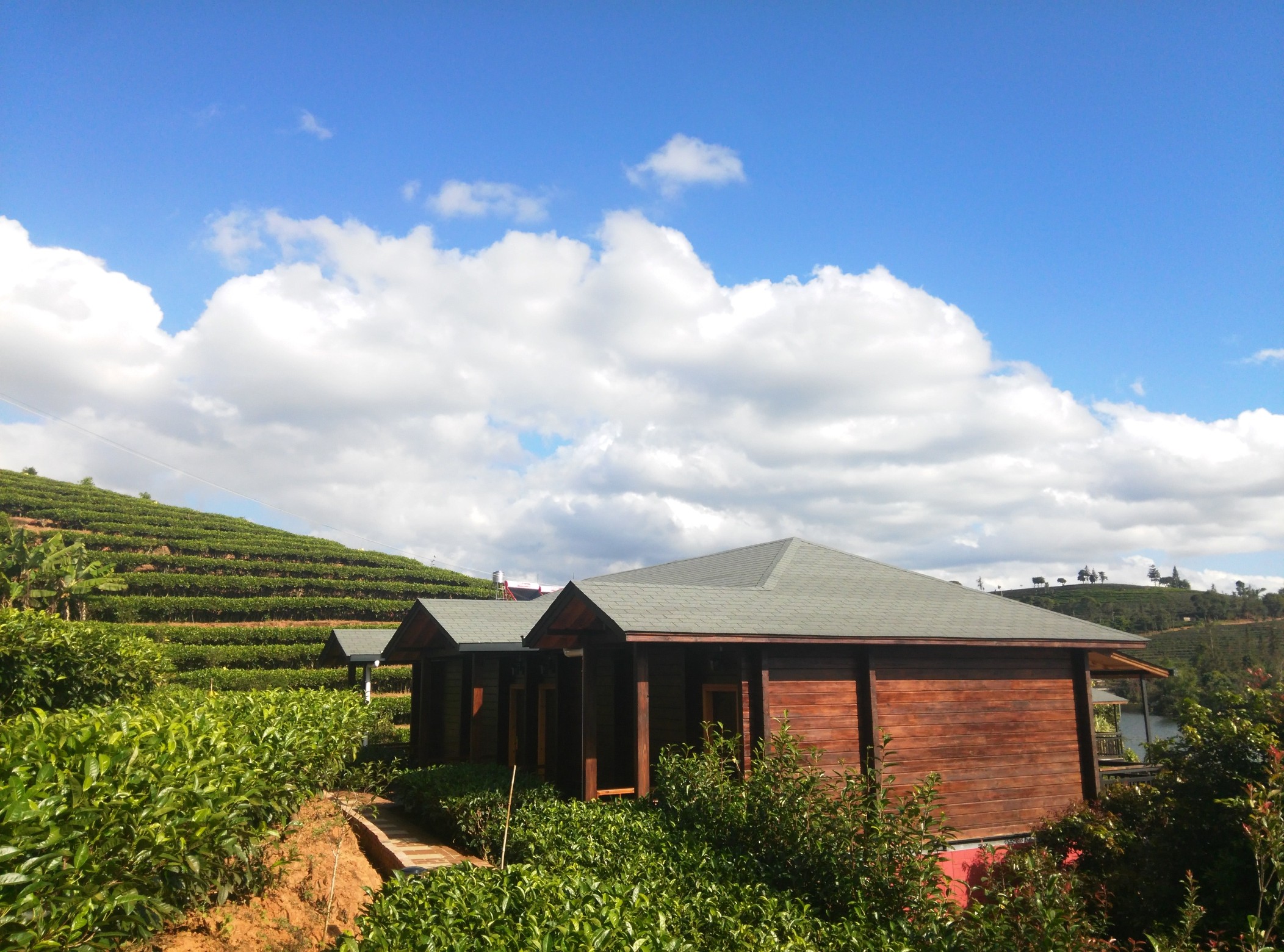 Yinsheng Tea Manor Over view