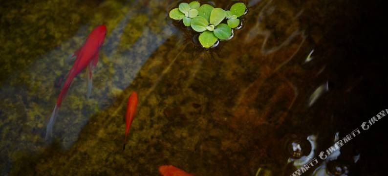 巍山古城凡尘小院民宿图片