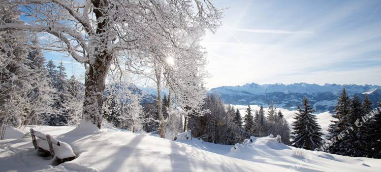 瑞吉卡尔巴德瑞士品质酒店(Rigi Kaltbad Swiss Quality Hotel)图片