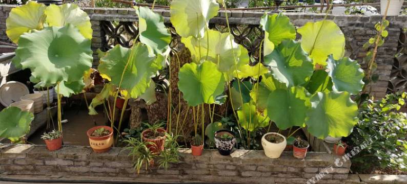 天台绿岸民宿图片