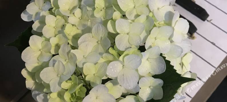 广州老房子民宿图片