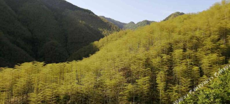 安吉竹庐民宿图片
