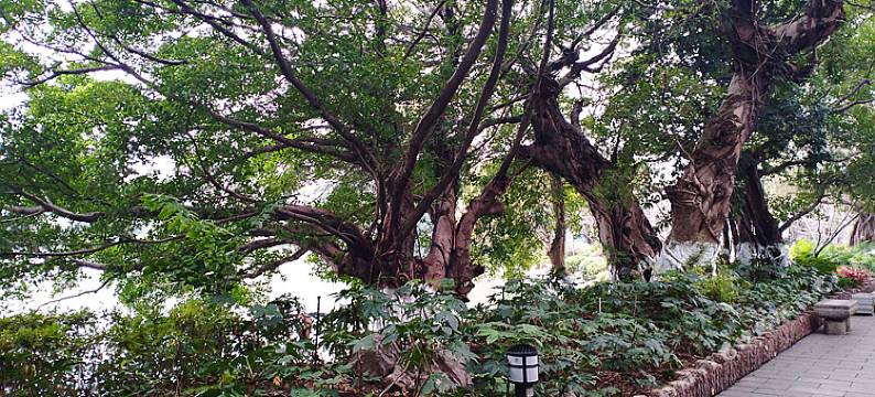 湖畔·忆阁(桂林两江四湖榕湖店)图片