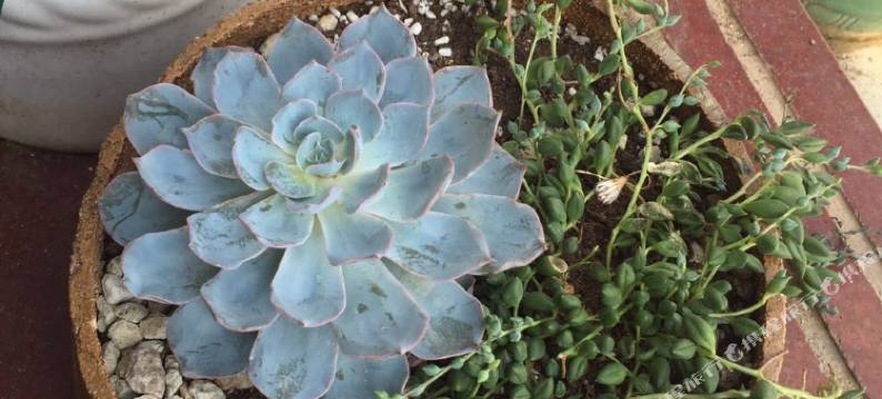 嵊泗金记一鼎渔家乐图片