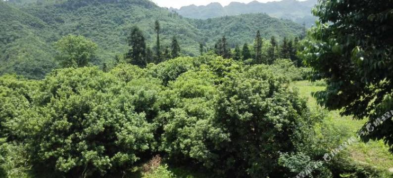 桐梓王强果园农家乐图片