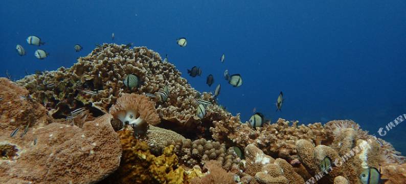 台东绿岛火烧岛潜水中心图片
