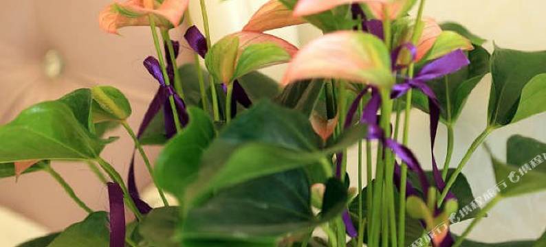 安吉赤金时代之氧气公馆图片