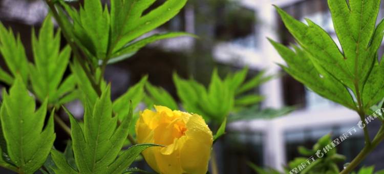 林芝工布庄园希尔顿酒店图片