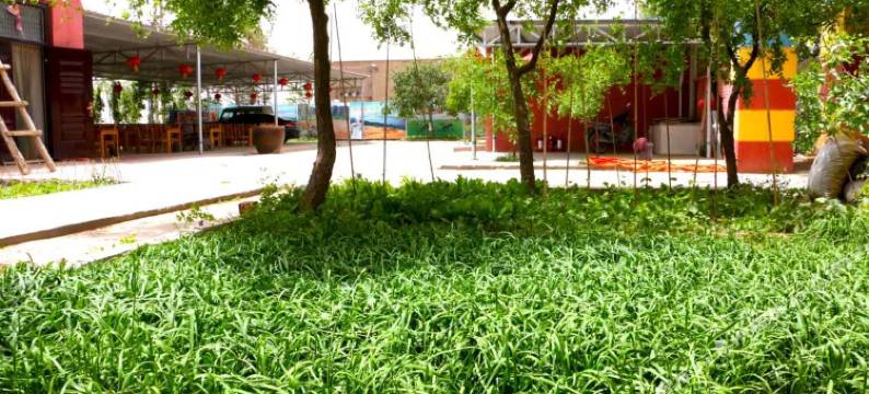 中卫沙观生态园图片