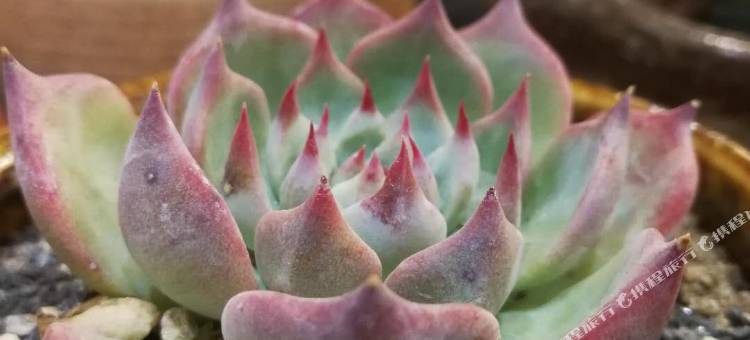 雁荡山华泓轩山庄图片