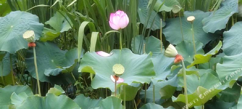 西昌福雨金舟客栈(邛海湿地店)图片