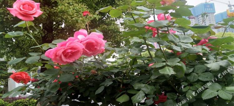 宜昌美乐客栈图片