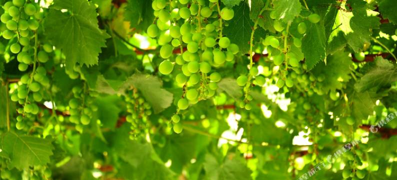 北戴河志强宾馆图片