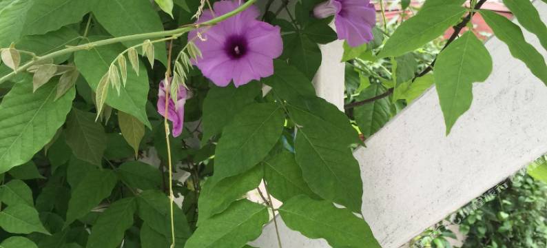 厦门海岸朵拉旅馆图片