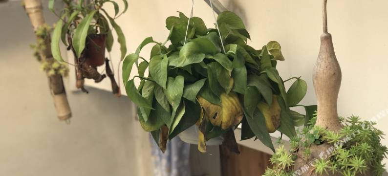 元阳小城故事客栈图片