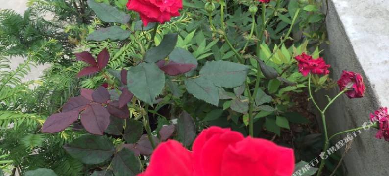 永泰藤云农家图片