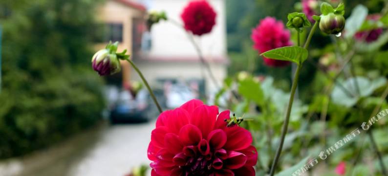 雅安森林花语酒店图片