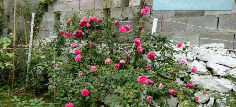 重庆花间别院特色民宿图片