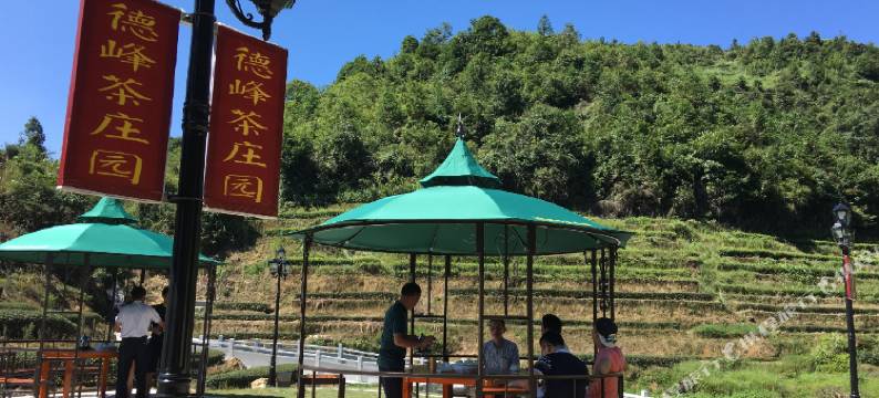 安溪德峰茶庄园图片