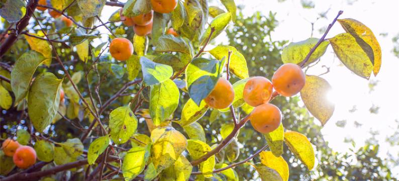 涠洲岛粼海别院图片