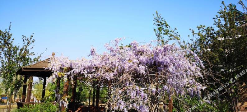 天津小煮怡情度假别墅图片