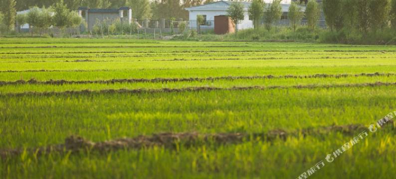 范县豫北荷乡民宿图片