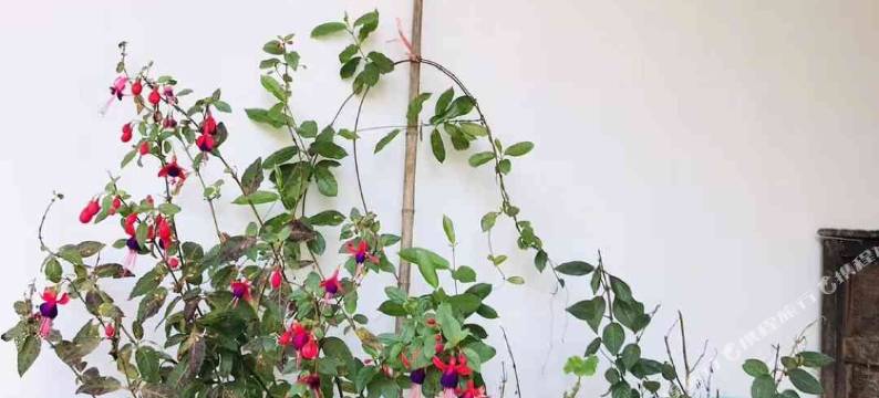 罗平丨望林栖别院(九龙瀑布群店)图片