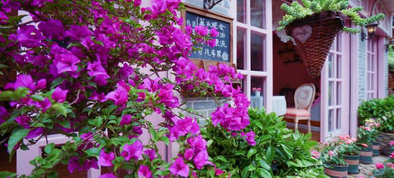 凤凰花与爱丽丝主题客栈图片