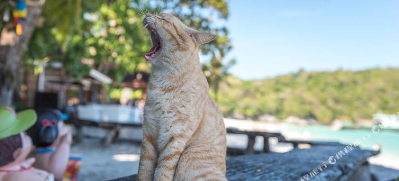 拉查岛度假酒店(瑞阿布瑞)(Racha Island Resort (Rayaburi))图片