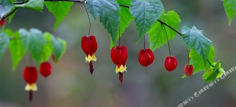 缙云六月山民宿图片