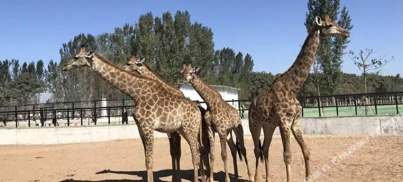 武邑武中招待所图片