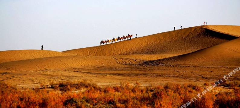 额济纳旗胡杨小镇1号民宿图片