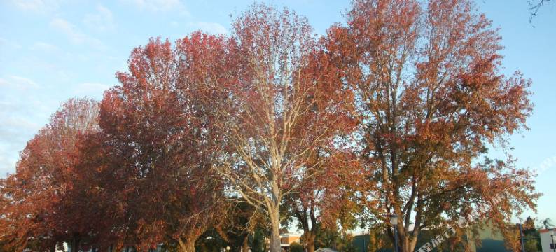 克罗尼尔庄园汽车旅馆(Colonial Court Motor Inn)图片