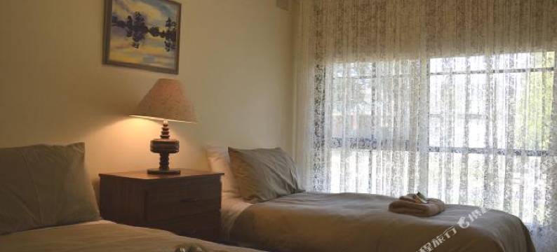 布尼亚松树(Bunya Pines)图片