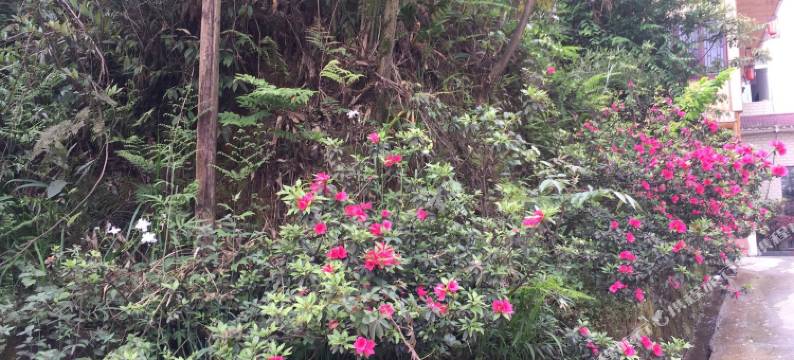 雅安森林花语酒店图片