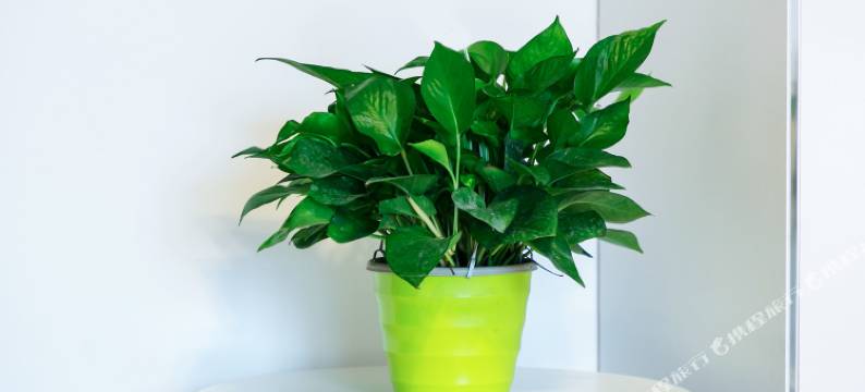 成都川师东站万科2居室锦江妇幼旁地铁普通公寓图片