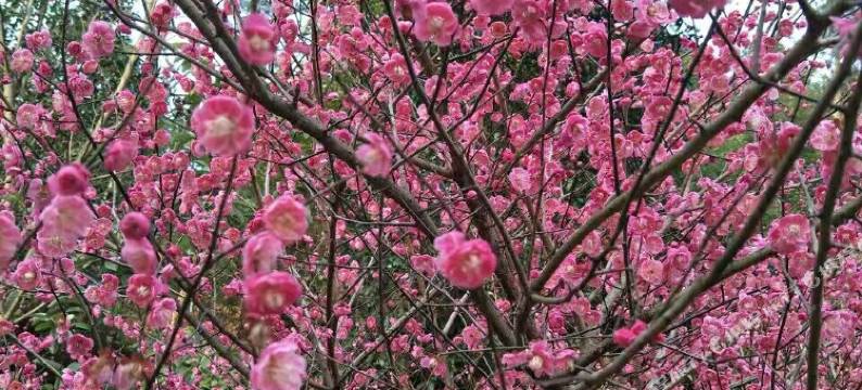 衡阳山湾里民宿(南岳衡山景区店)图片