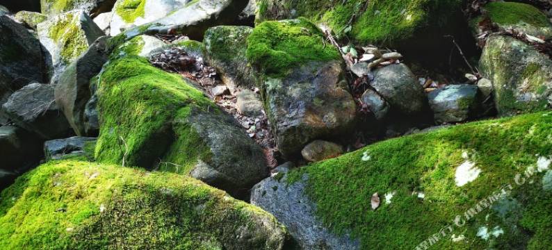 婺源红豆杉庄图片