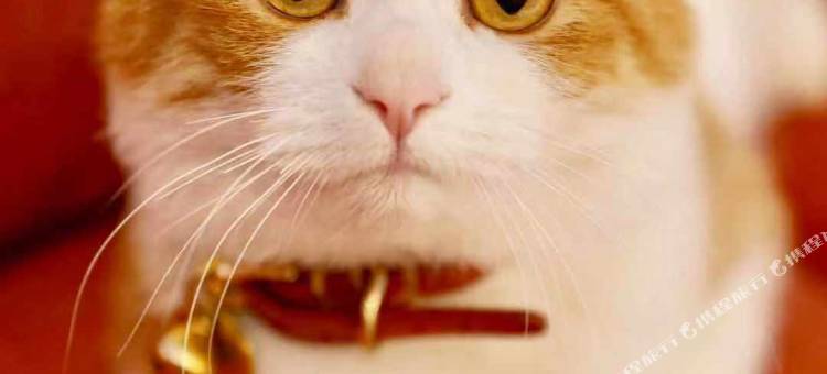 玖米宿江(桂林两江四湖东西巷店)图片