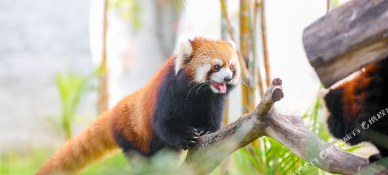 厦门灵玲大酒店图片