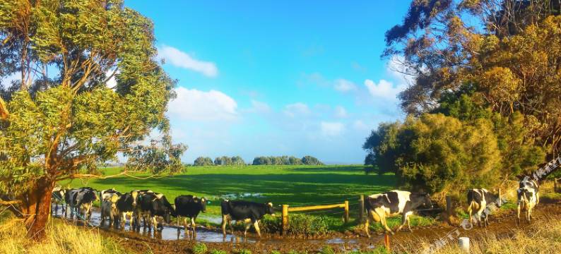 十二门徒度假酒店(Twelve Apostles Motel & Country Retreat)图片