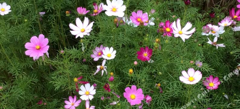 莫干山陈家大院图片